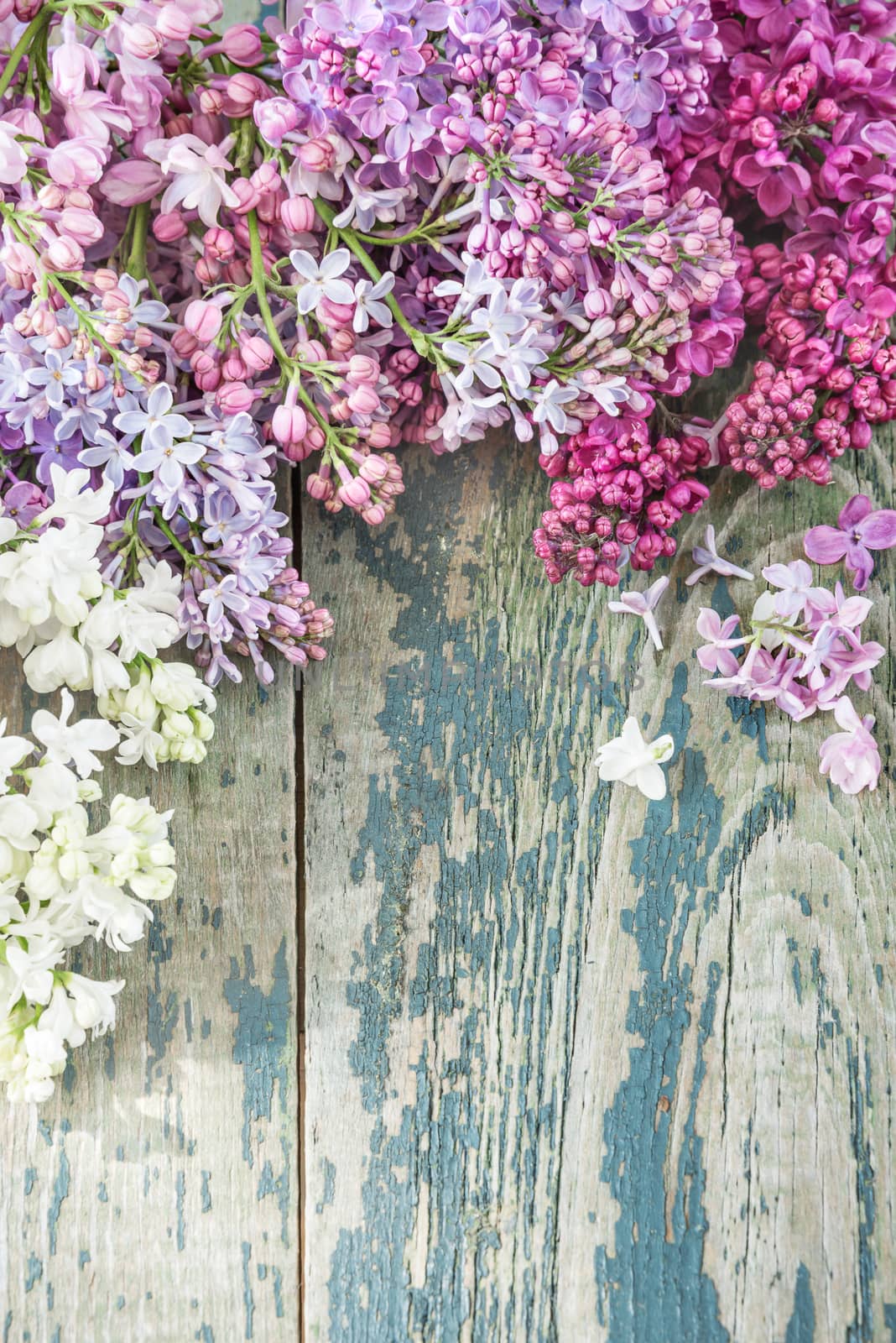 Flower border composed of lush multicolored bunches of lilac flowers on the old wooden background