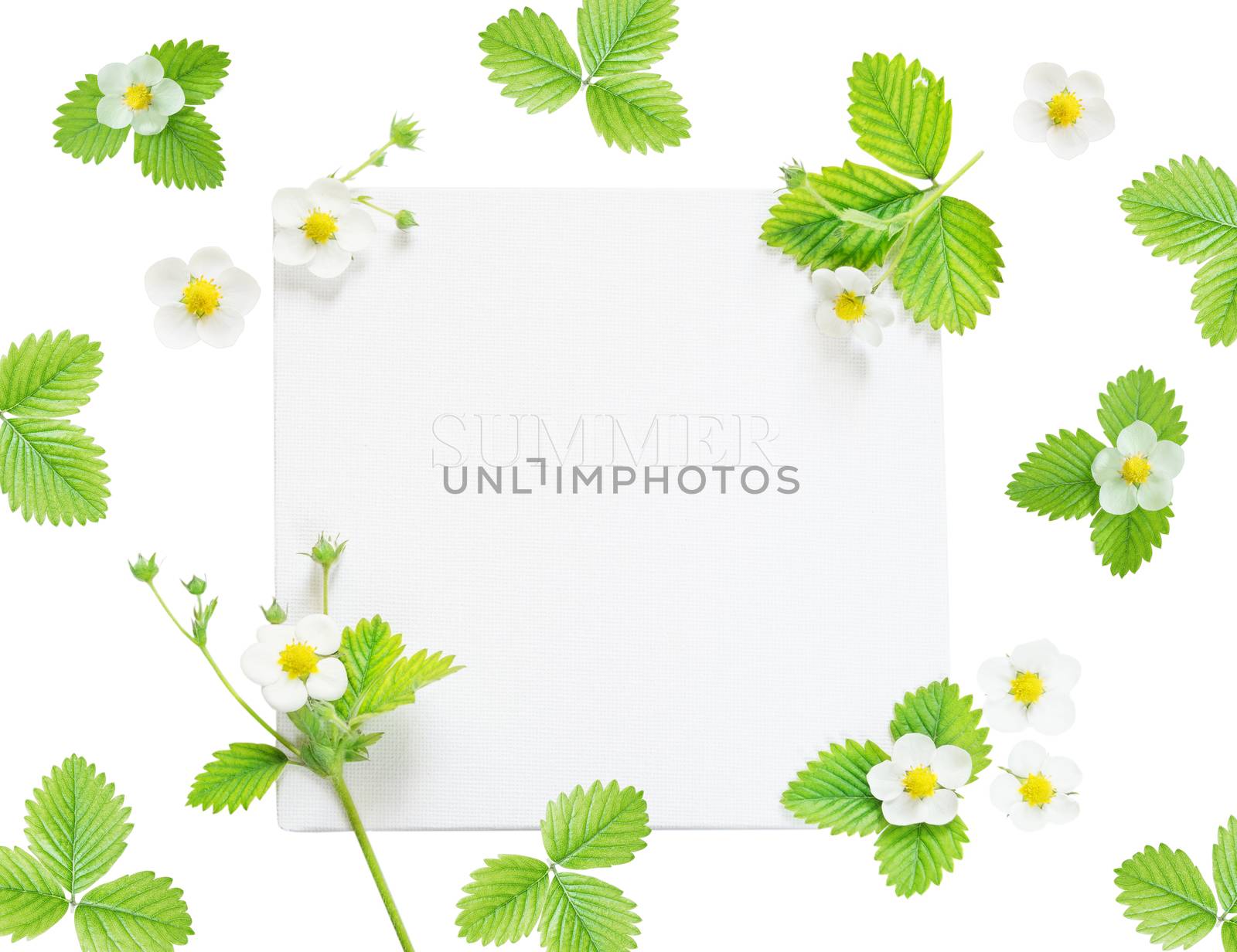 Wedding or family photo album with word "Summer", frame with fresh white flowers and green leaves of strawberry isolated on white background; top view, flat lay, overhead view