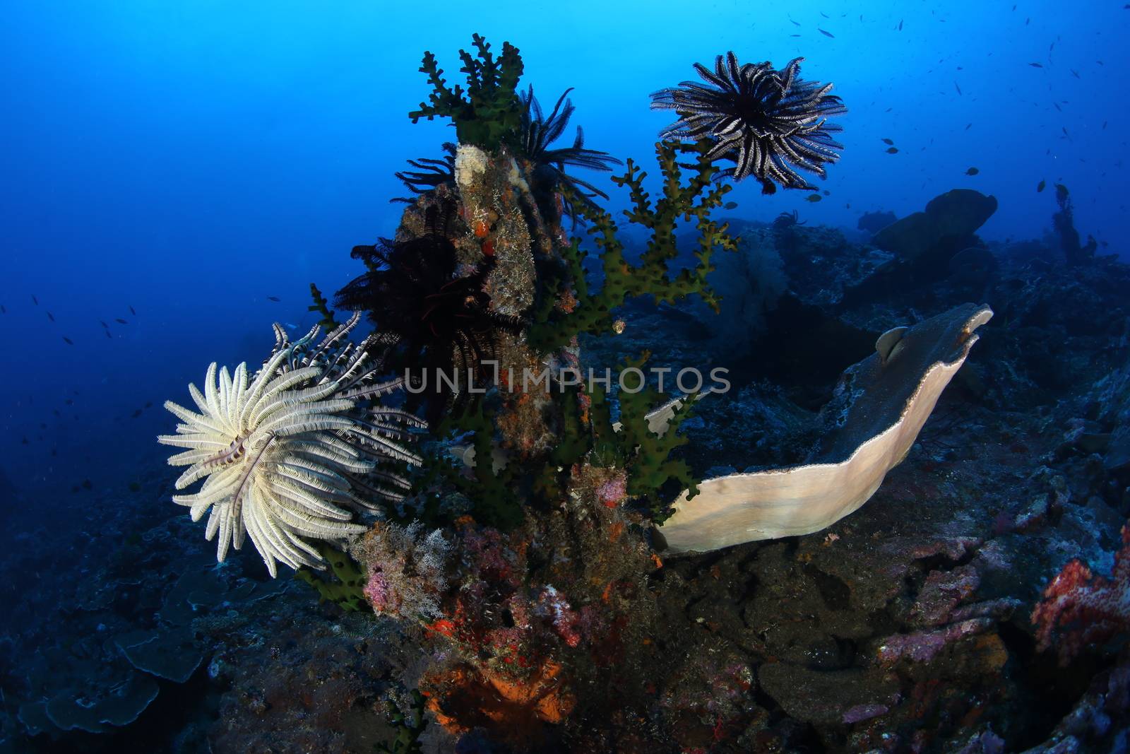 coral life diving Underwater Papua New Guinea Pacific Ocean