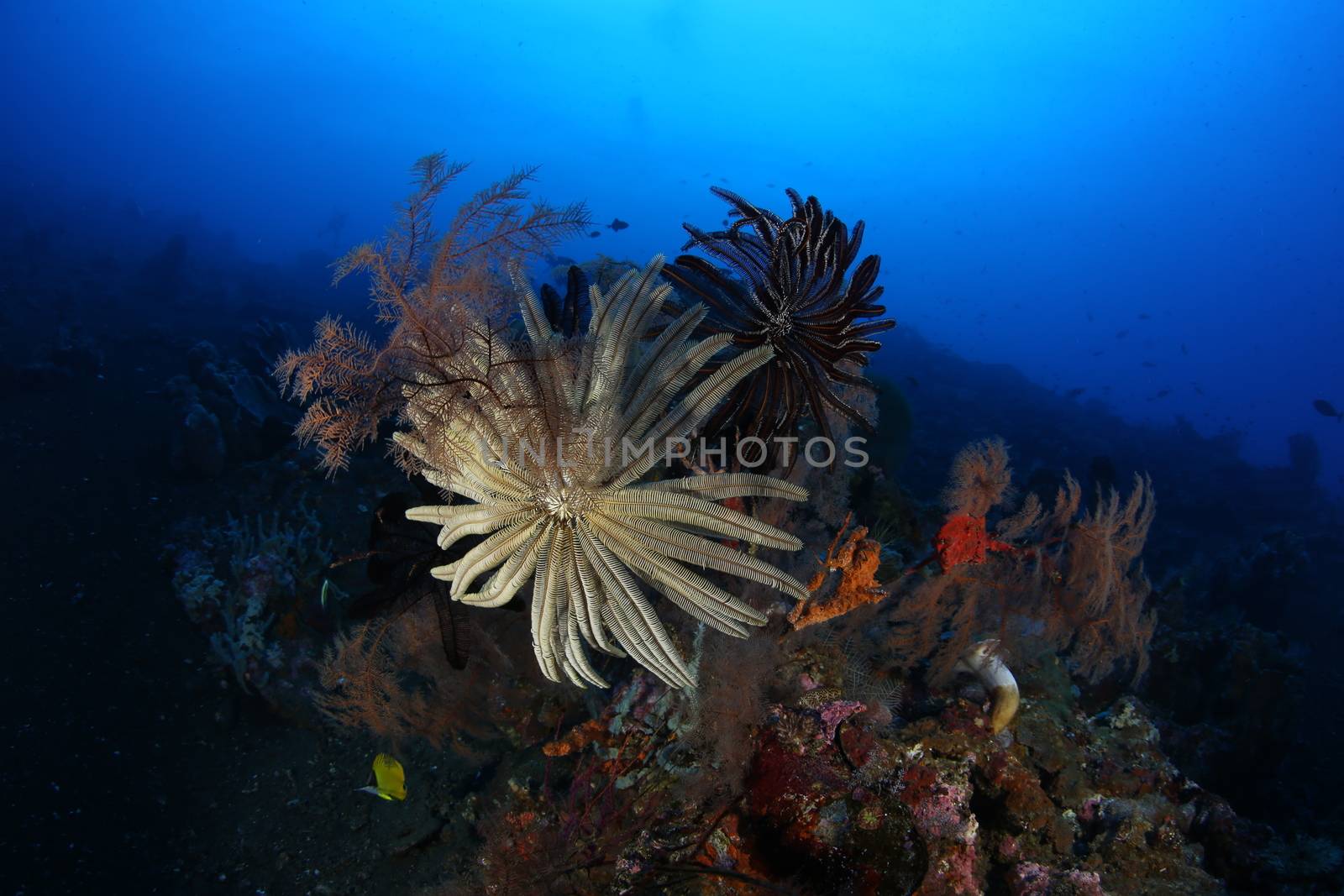 coral life diving Underwater Papua New Guinea Pacific Ocean