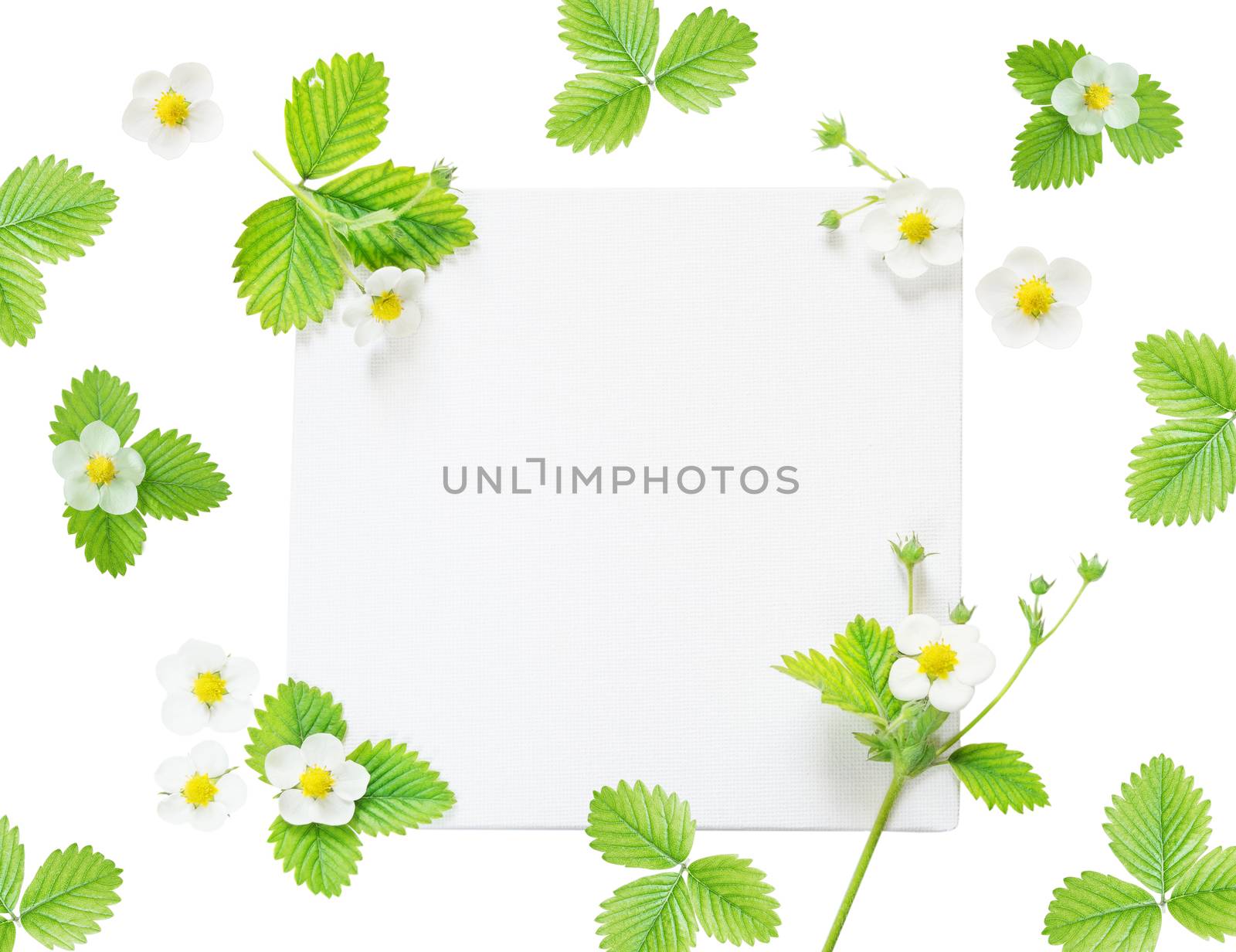 Wedding or family empty photo album, frame with fresh white flowers and green leaves of strawberry isolated on white background; top view, flat lay, overhead view