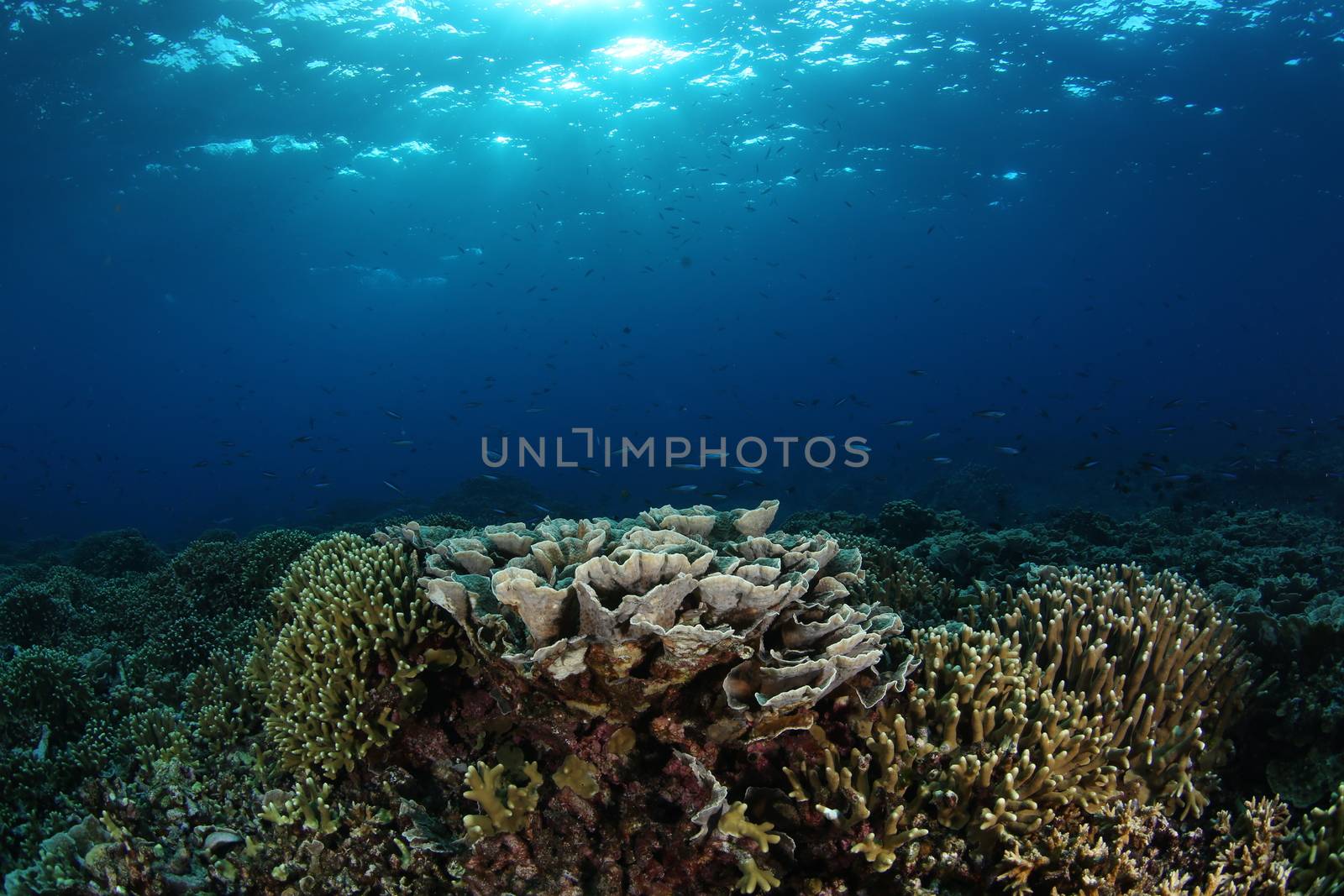 coral life diving Underwater Papua New Guinea Pacific Ocean
