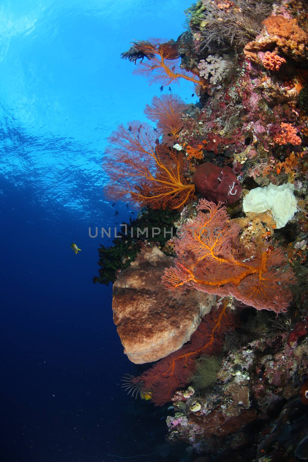 coral life diving Underwater Papua New Guinea Pacific Ocean by desant7474
