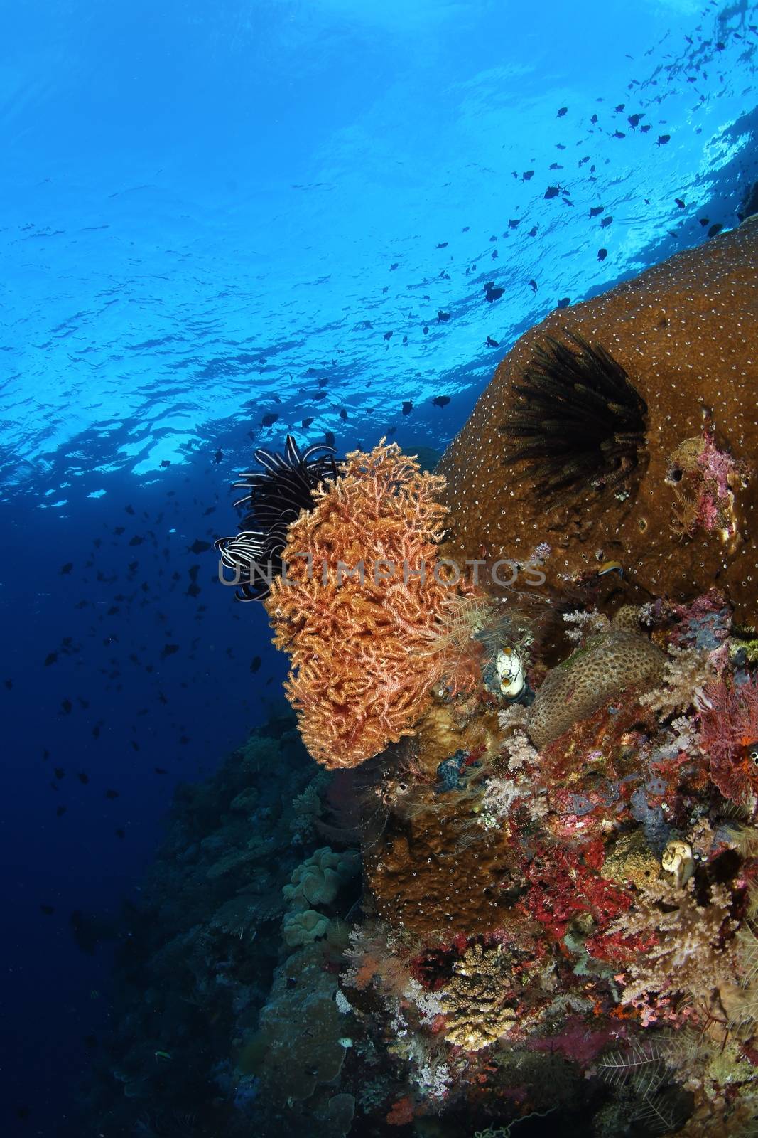 coral life diving Underwater Papua New Guinea Pacific Ocean