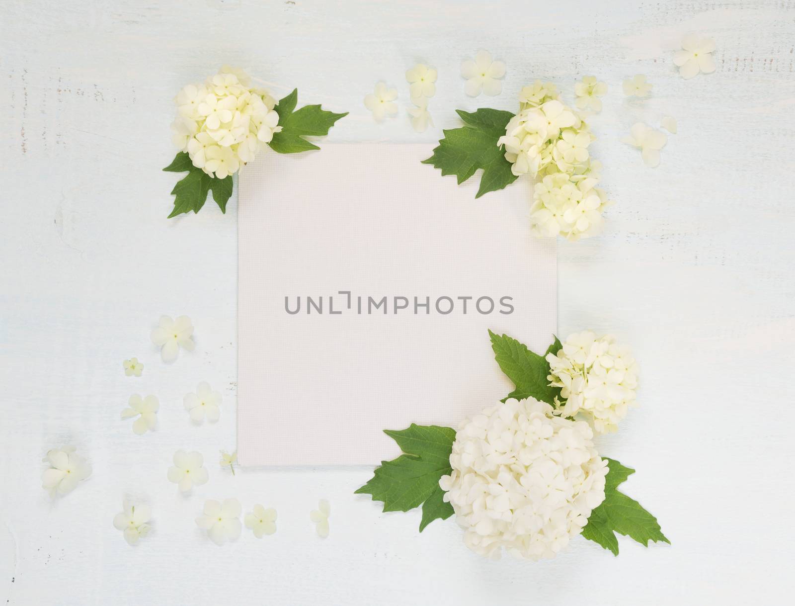 Scrapbooking page with white flowers by Epitavi