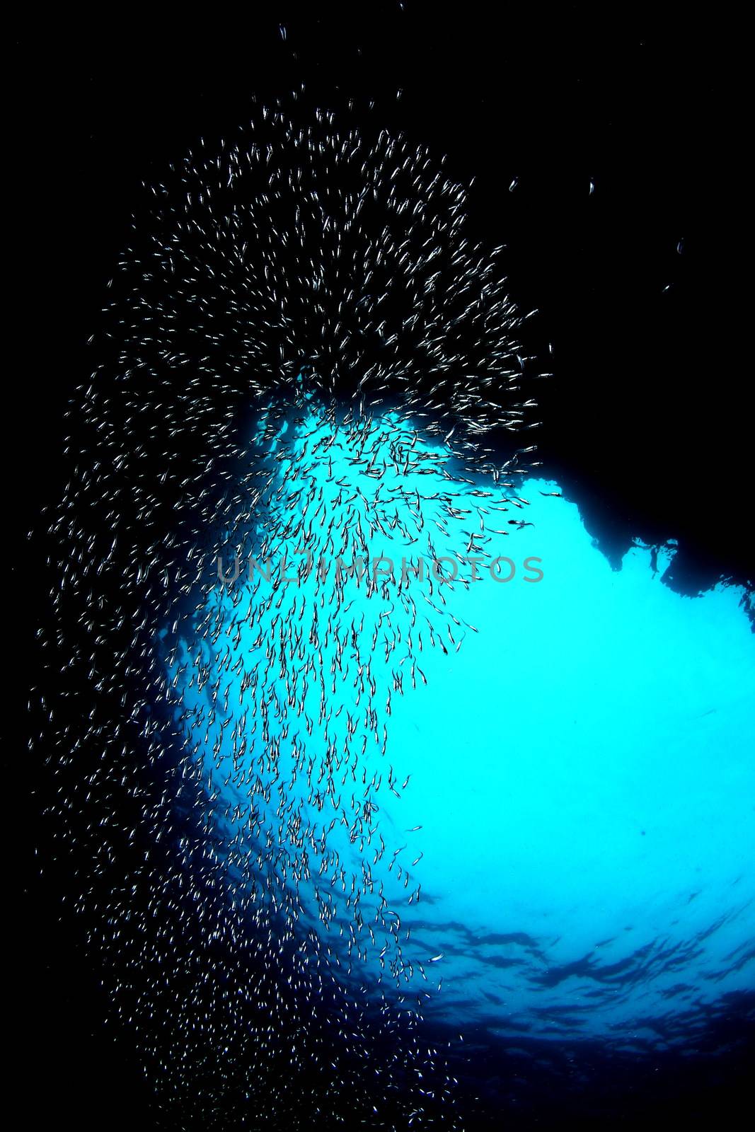 coral life diving Underwater Papua New Guinea Pacific Ocean by desant7474