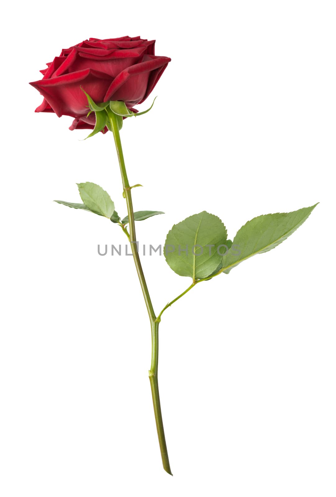 Red rose on a white background by Epitavi