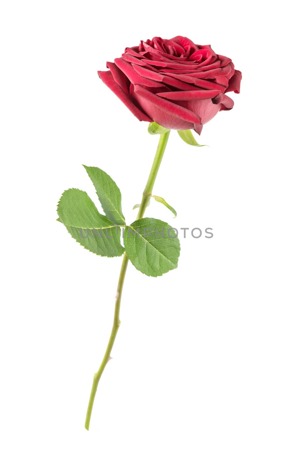 Luxurious dark-red rose on a long stem with green leaves isolated on white background, side view