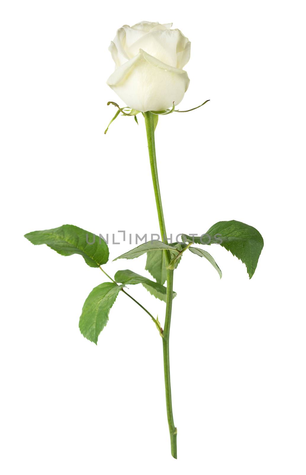 Elegant white rose on a long stem with green leaves isolated on white background, side view