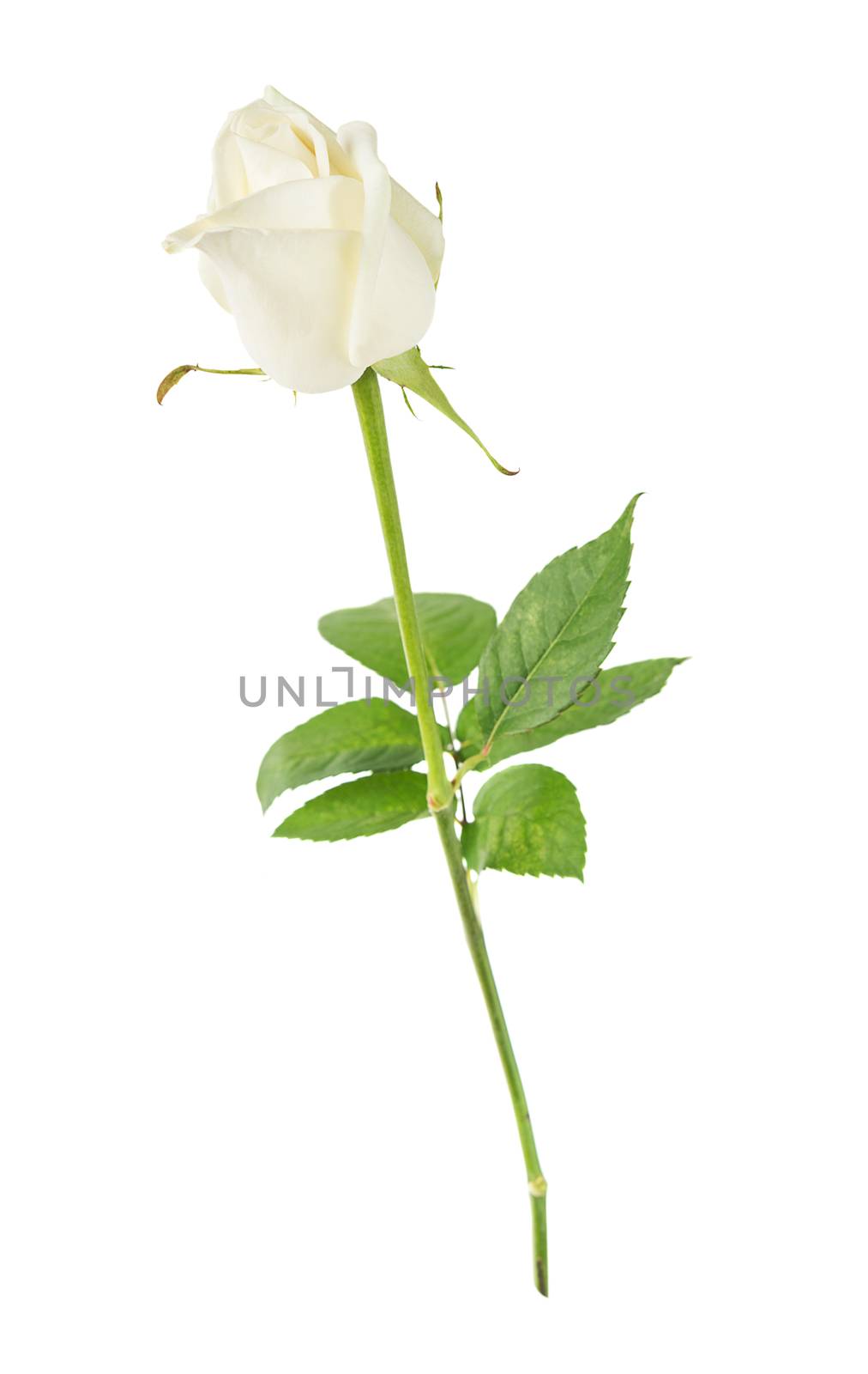 Elegant white rose on a long stem with green leaves isolated on white background, side view