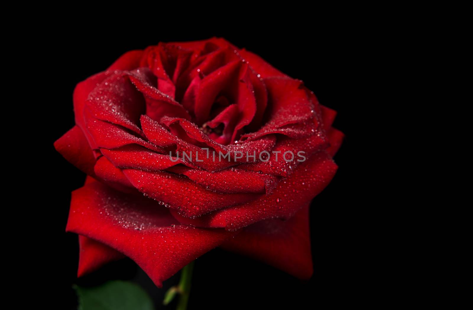 Beautiful red rose covered with water droplets, isolated on a black background, side view