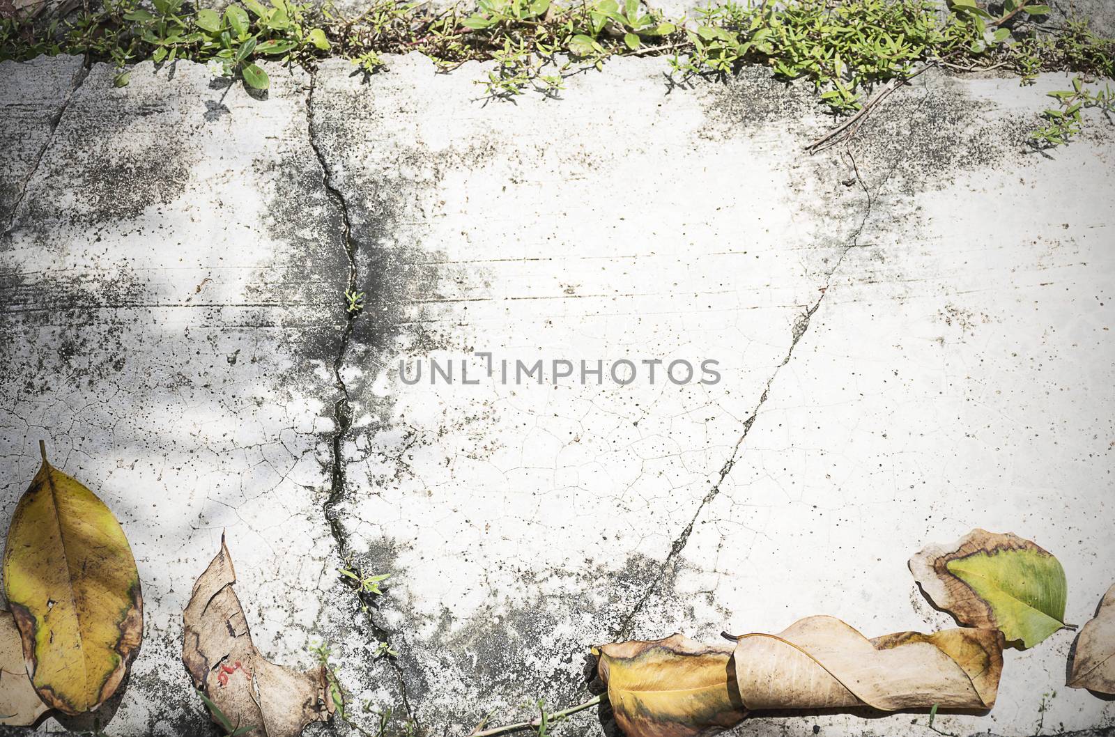 dry leaf/grass on old concrete floor texture background. Frame w by sky_sirasitwattana