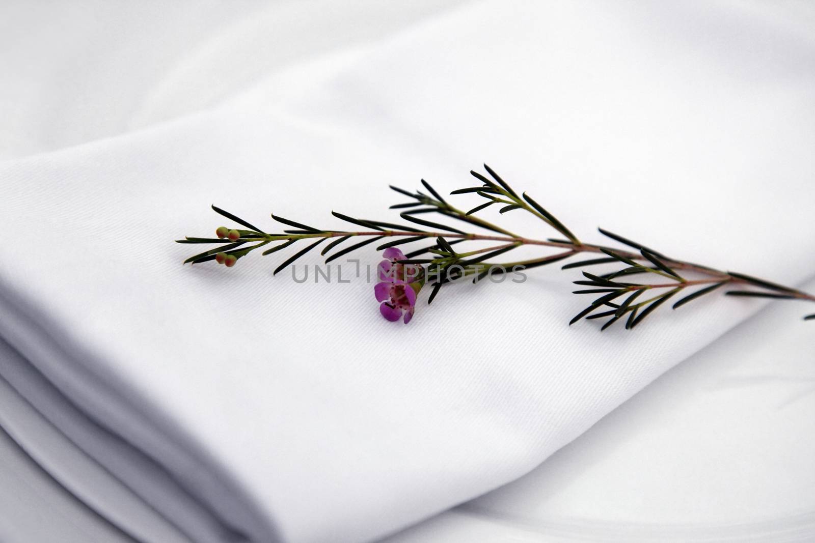 Fresh green herb rosemary on white background.