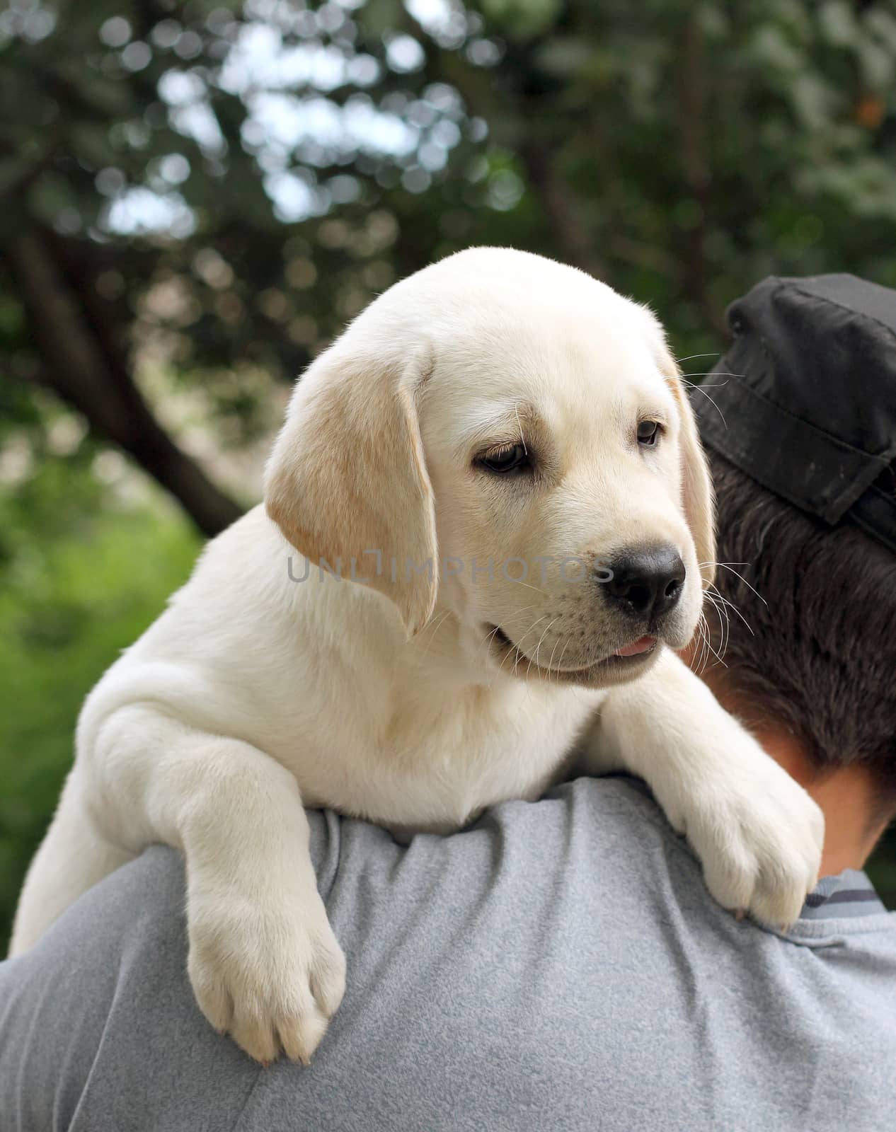 the little yellow labrador puppy a shoulder of a man