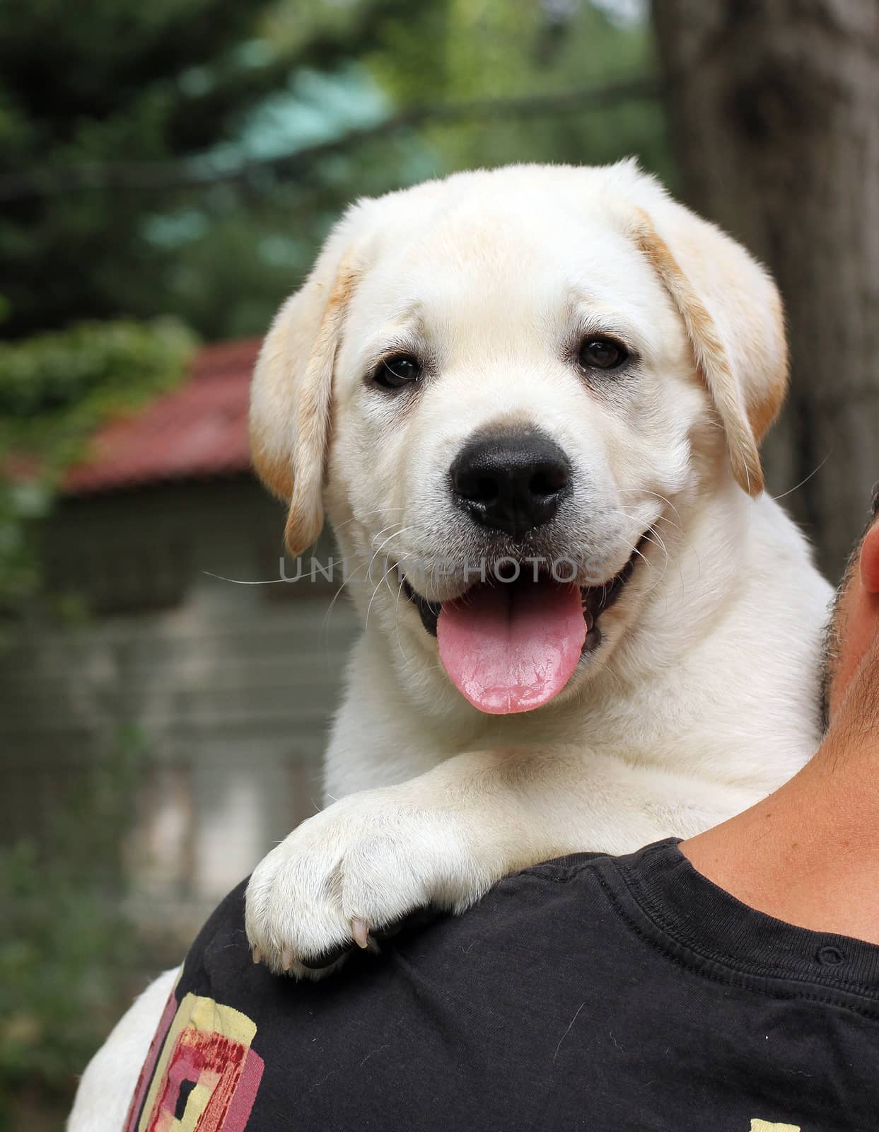 little yellow labrador puppy a shoulder of a man