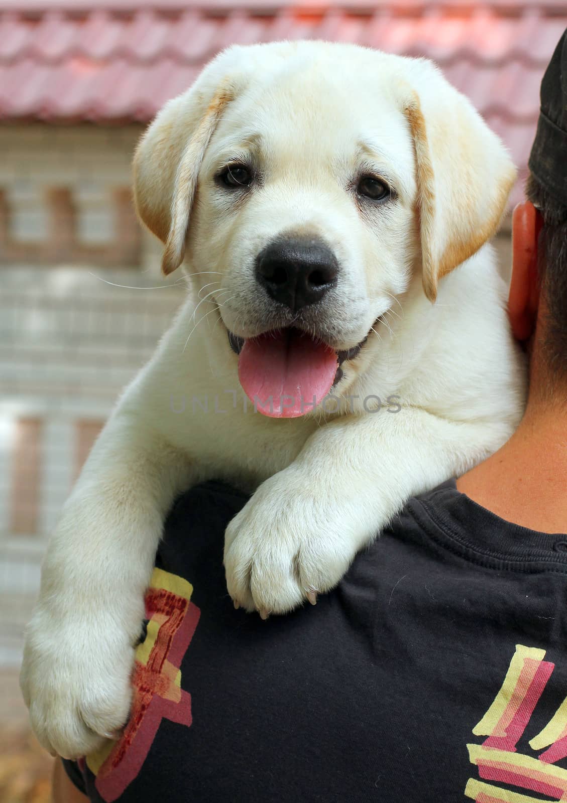 a little yellow labrador puppy a shoulder of a man