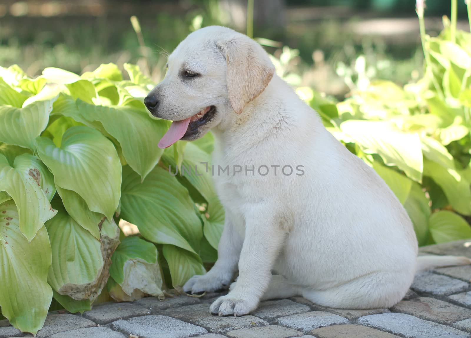 the little cute yellow labrador puppy sitting n the garden