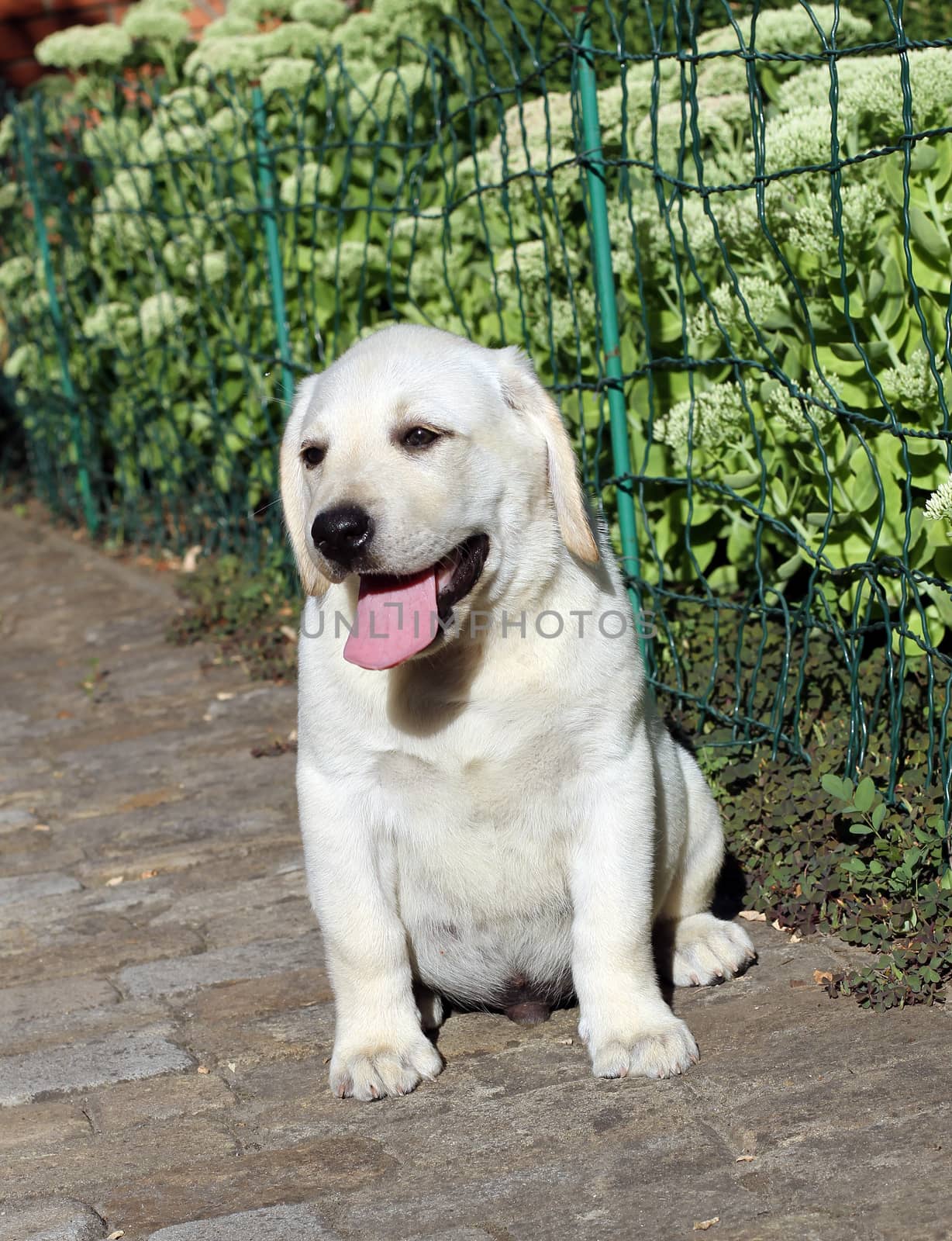 the nice little cute yellow labrador puppy sitting n the garden