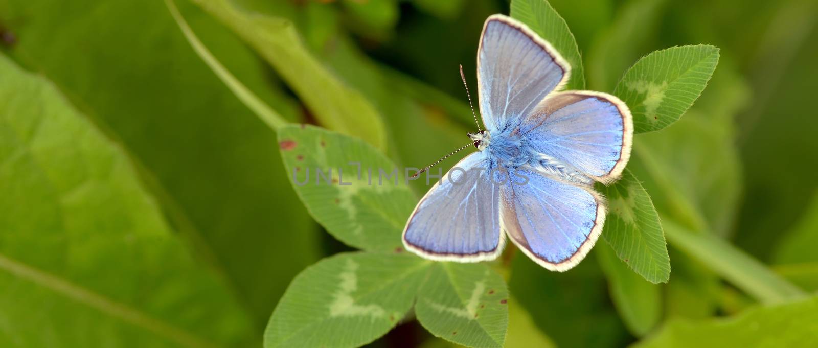 Common Blue (Polyomathus icarus) butterfly