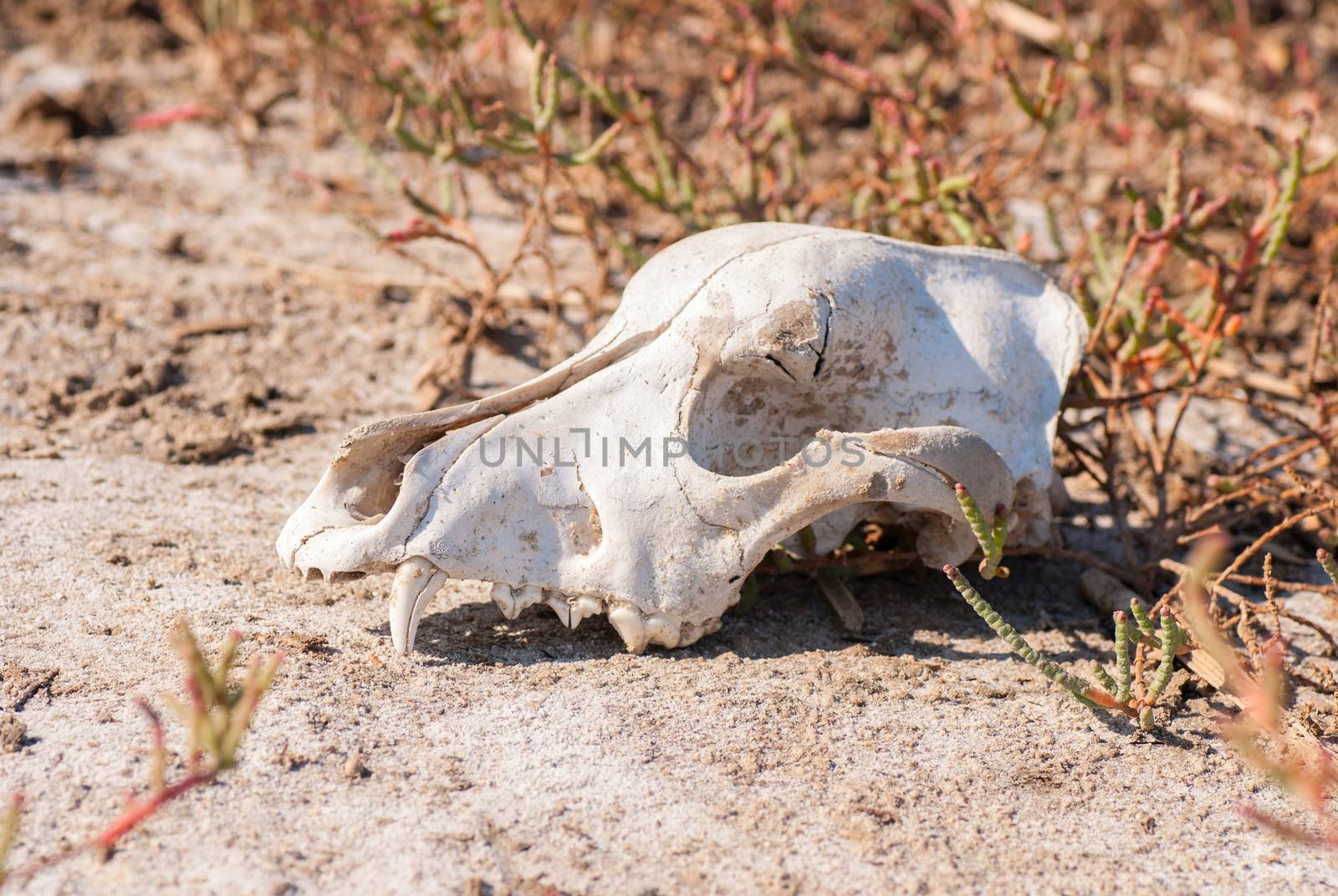 Old dog skull left in the grass