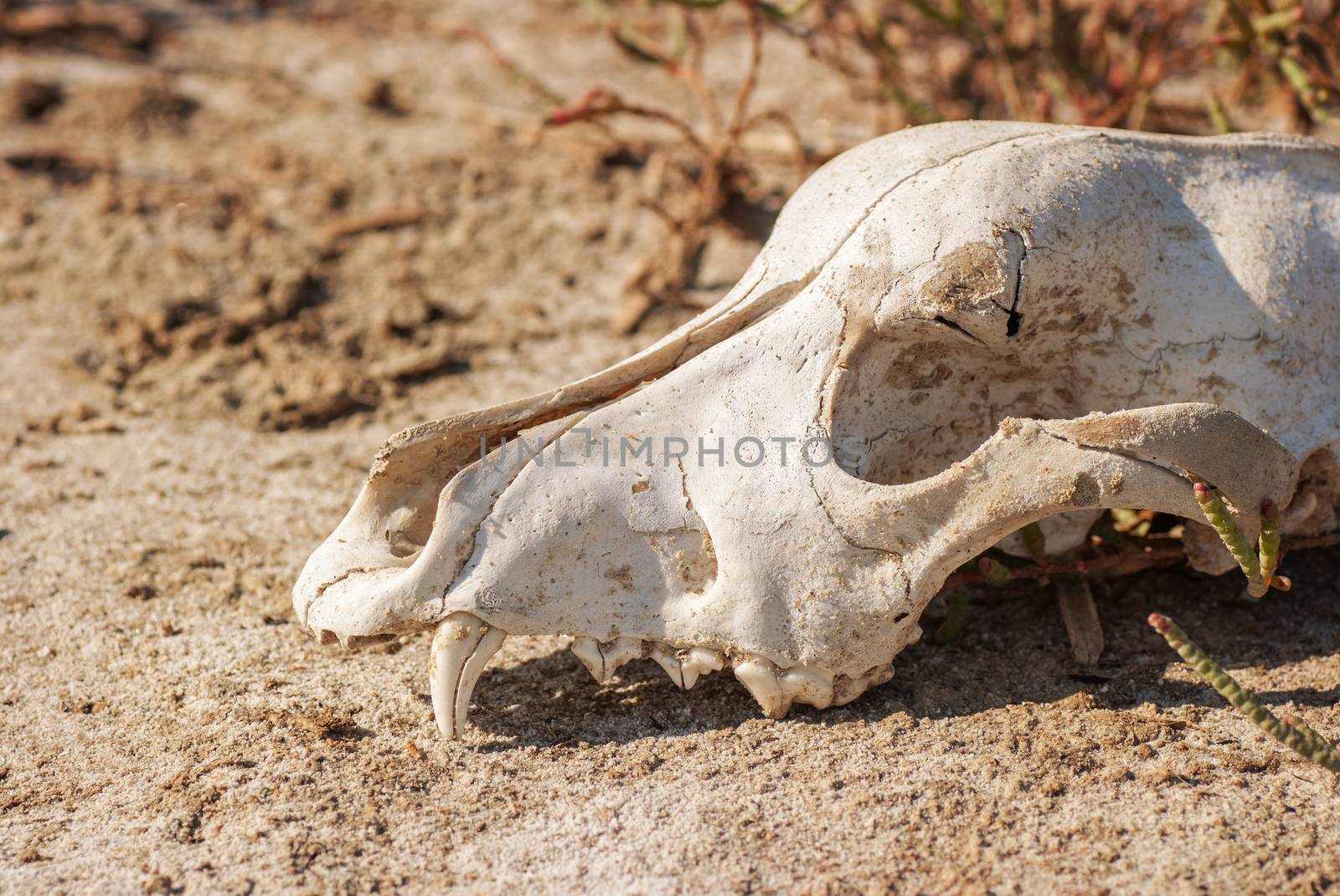 Old dog skull left in the grass