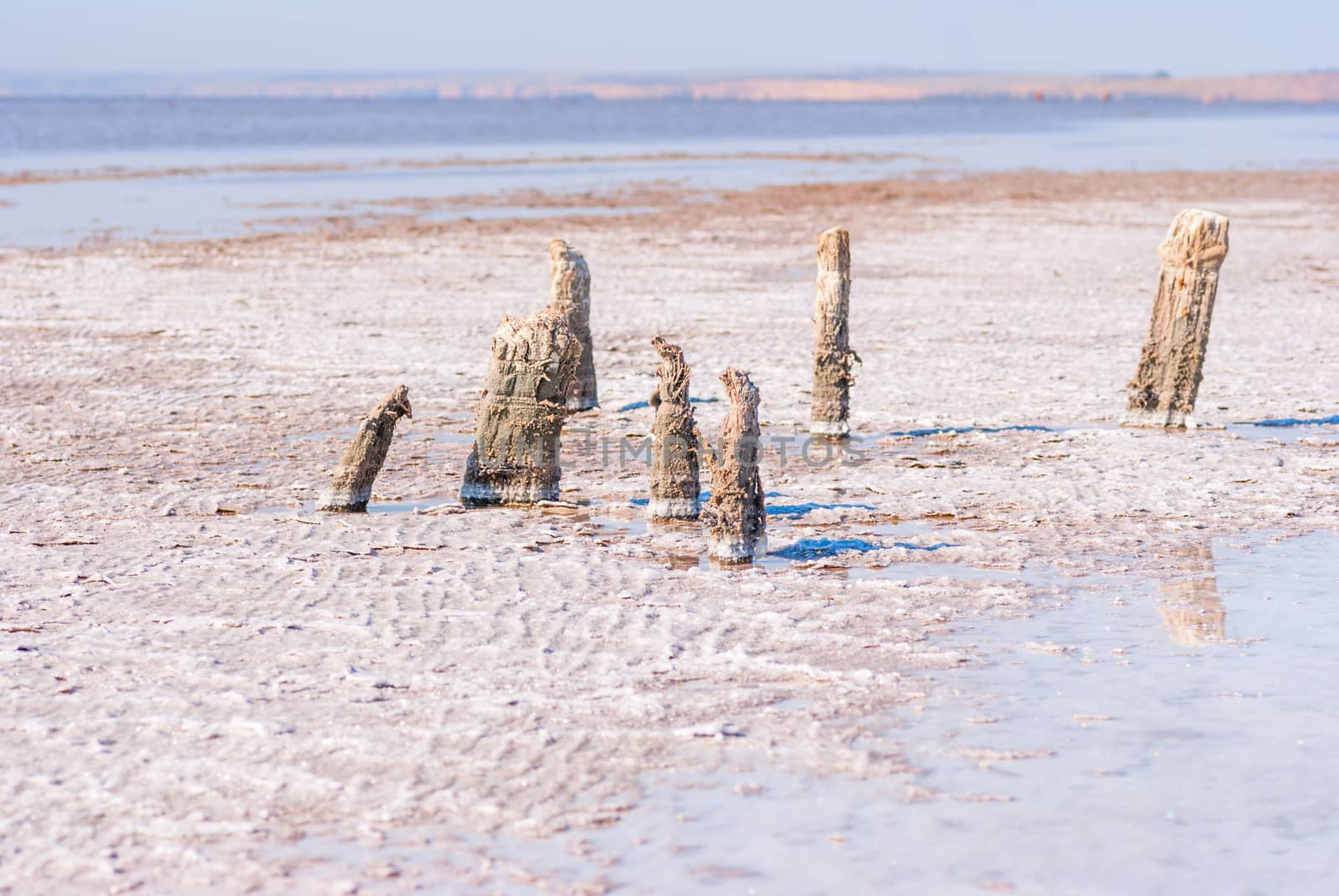 Petrified tree stubs on the bank of the salty lake, Kuyalnik, Ukraine. Global warming, climate change