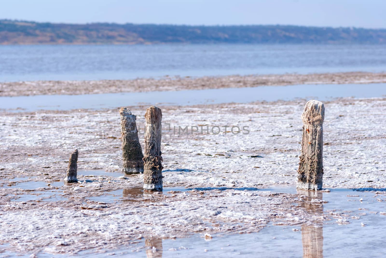 Petrified tree stubs on the bank of the salty lake, Kuyalnik, Ukraine. Global warming, climate change