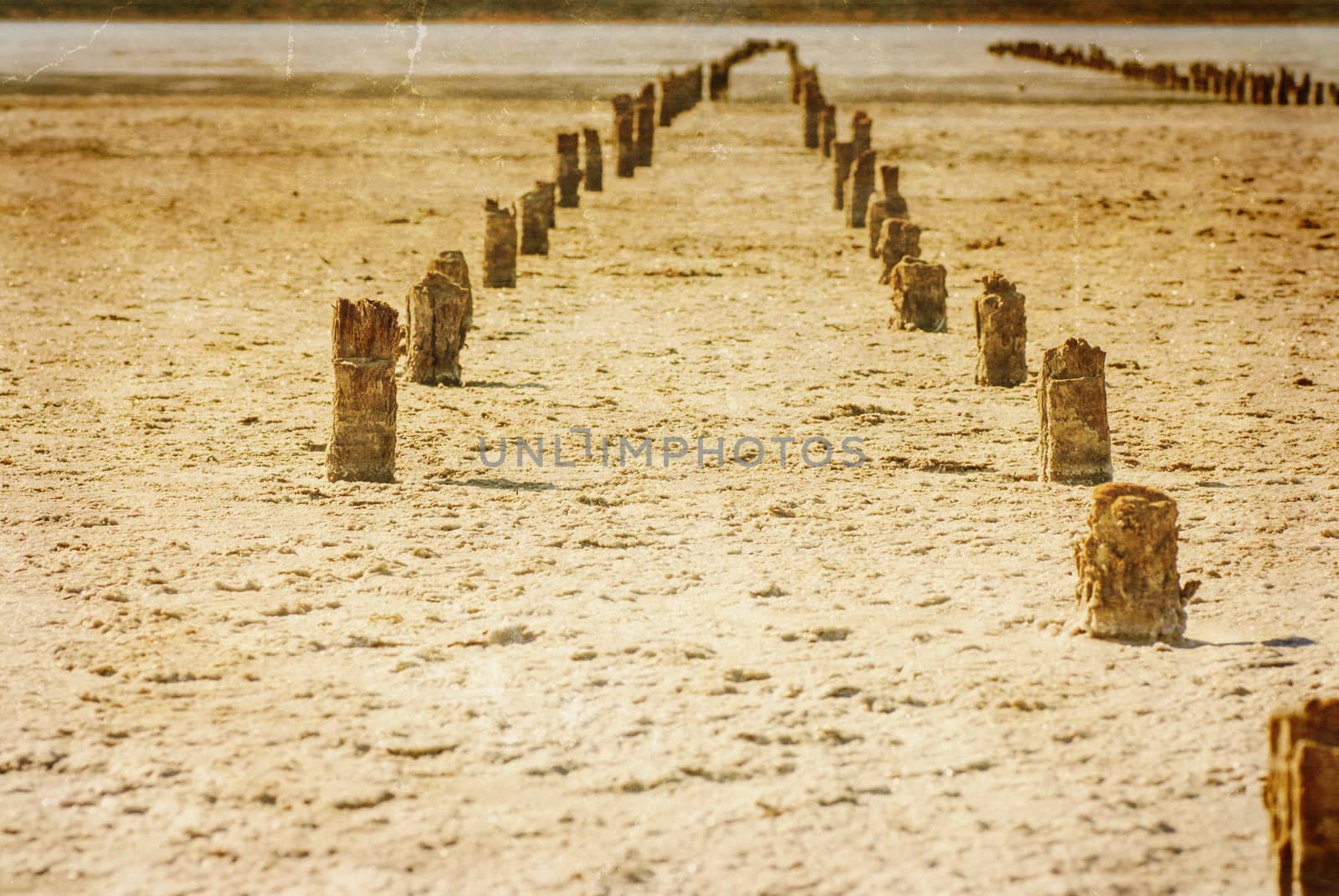 Petrified tree stubs on the lake, Kuyalnik, Ukraine by Zhukow