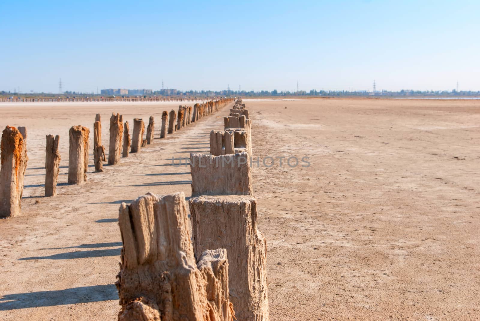 Petrified tree stubs on the lake, Kuyalnik, Ukraine by Zhukow