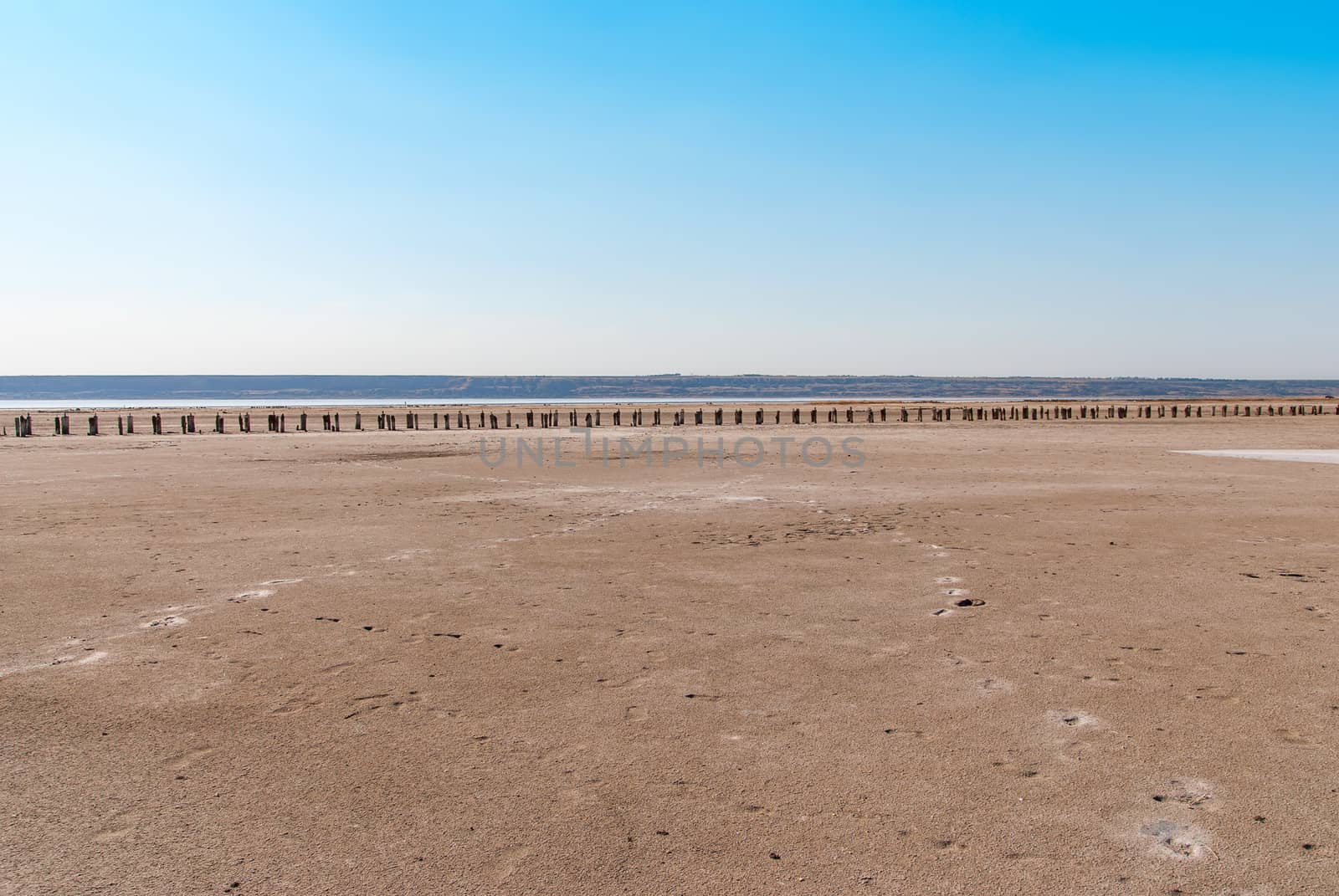 Petrified tree stubs on the bank of the salty lake, Kuyalnik, Ukraine. Global warming, climate change