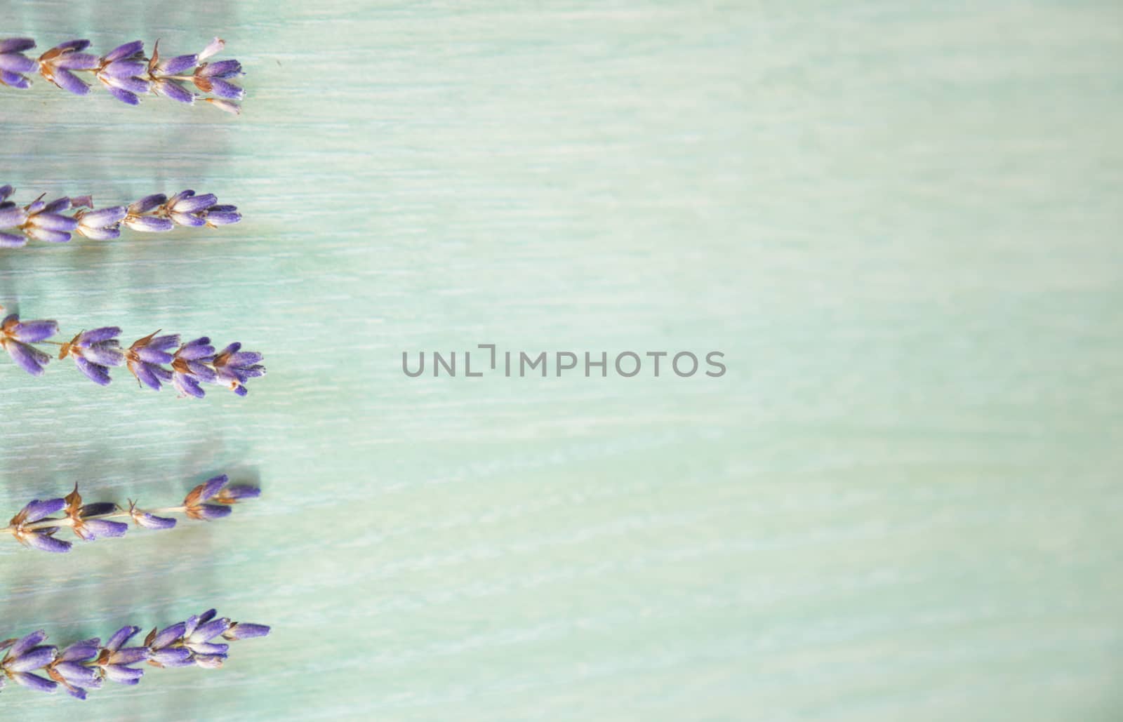 Bunch of lavande on blue background, flowers and plants, France
