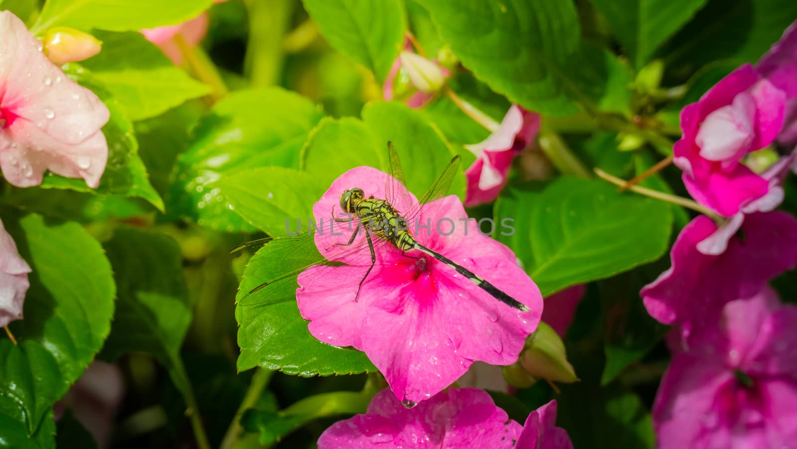 The background image of the colorful flowers, background nature