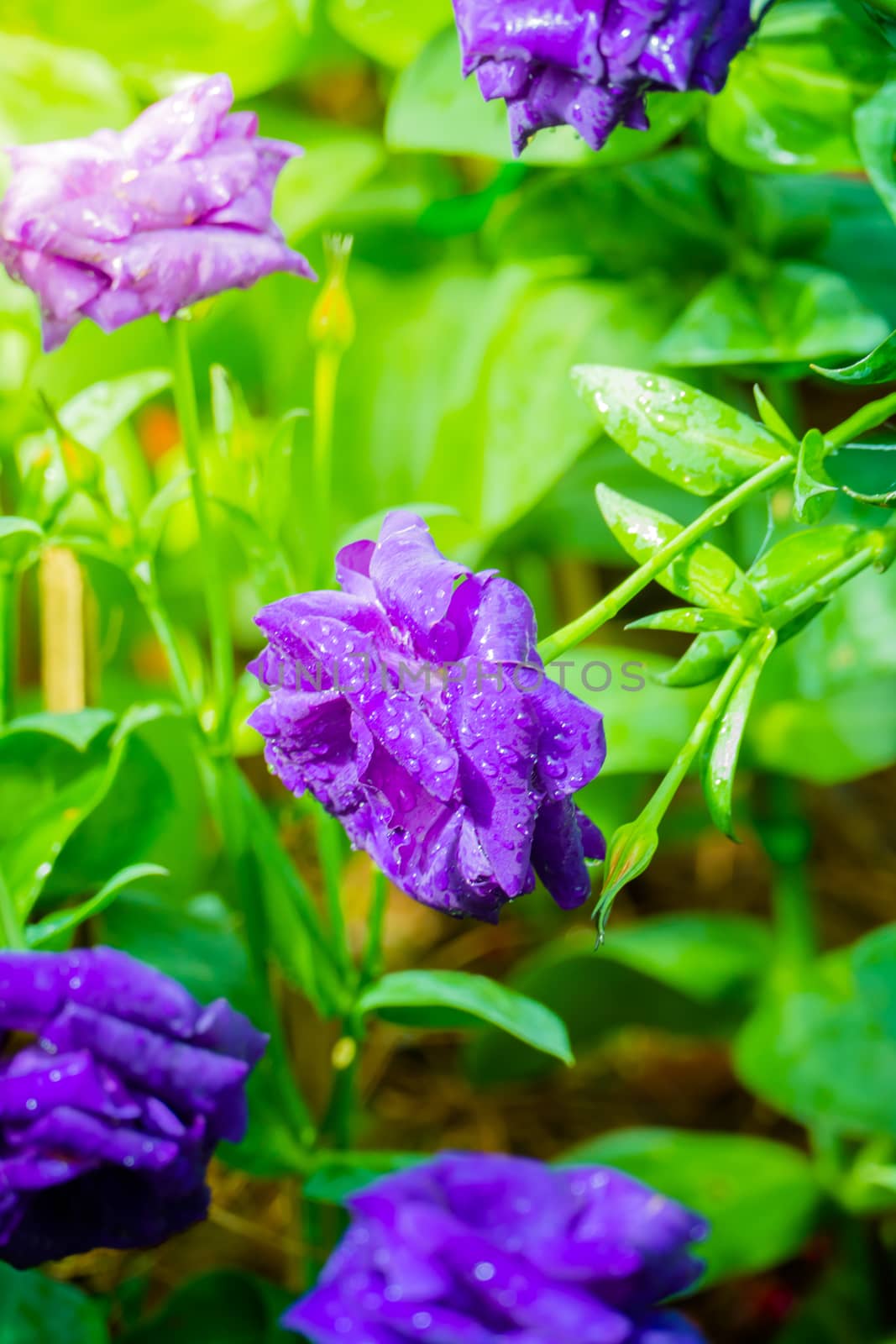 Some purple yellow roses in the garden by teerawit