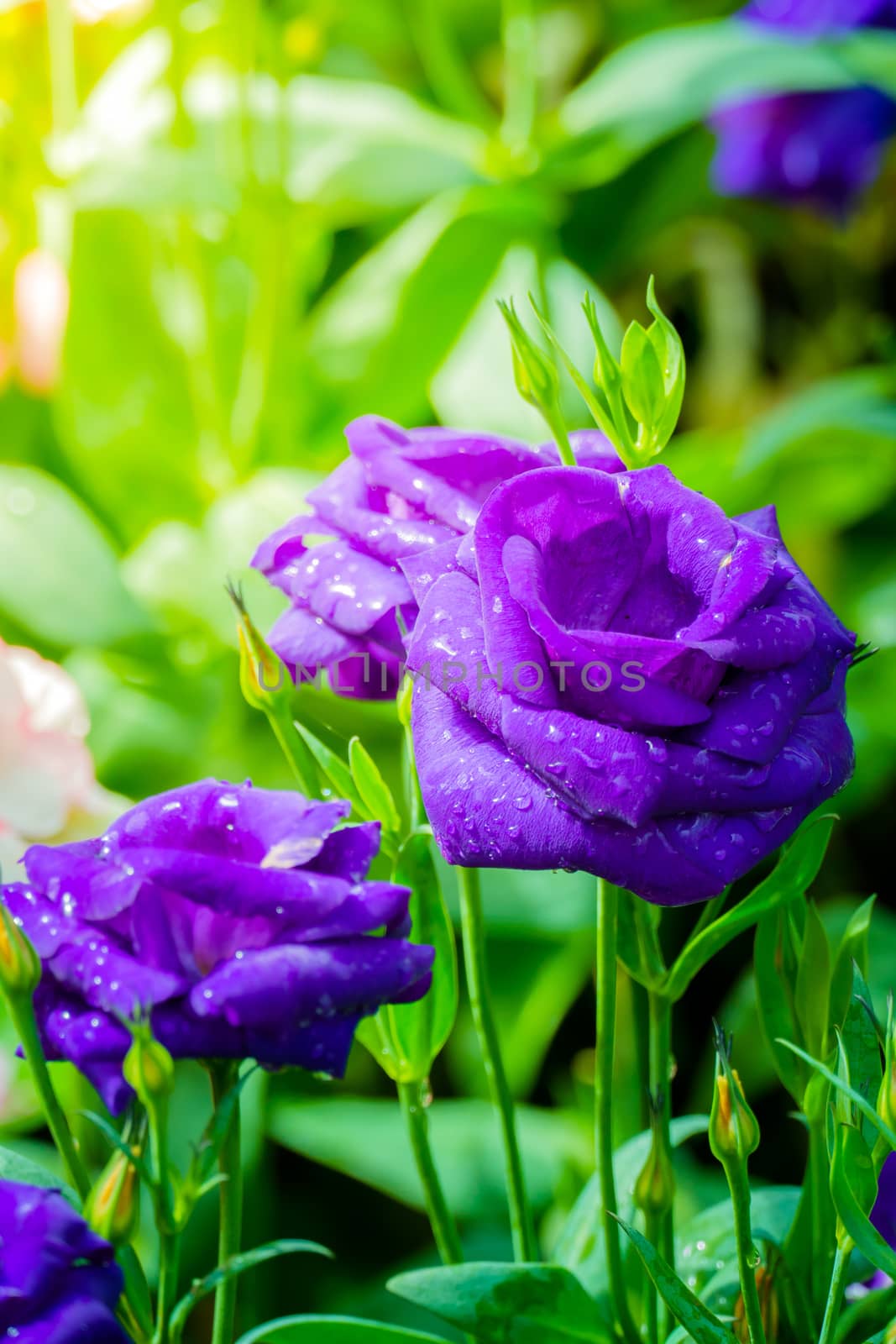 Some purple yellow roses in the garden by teerawit