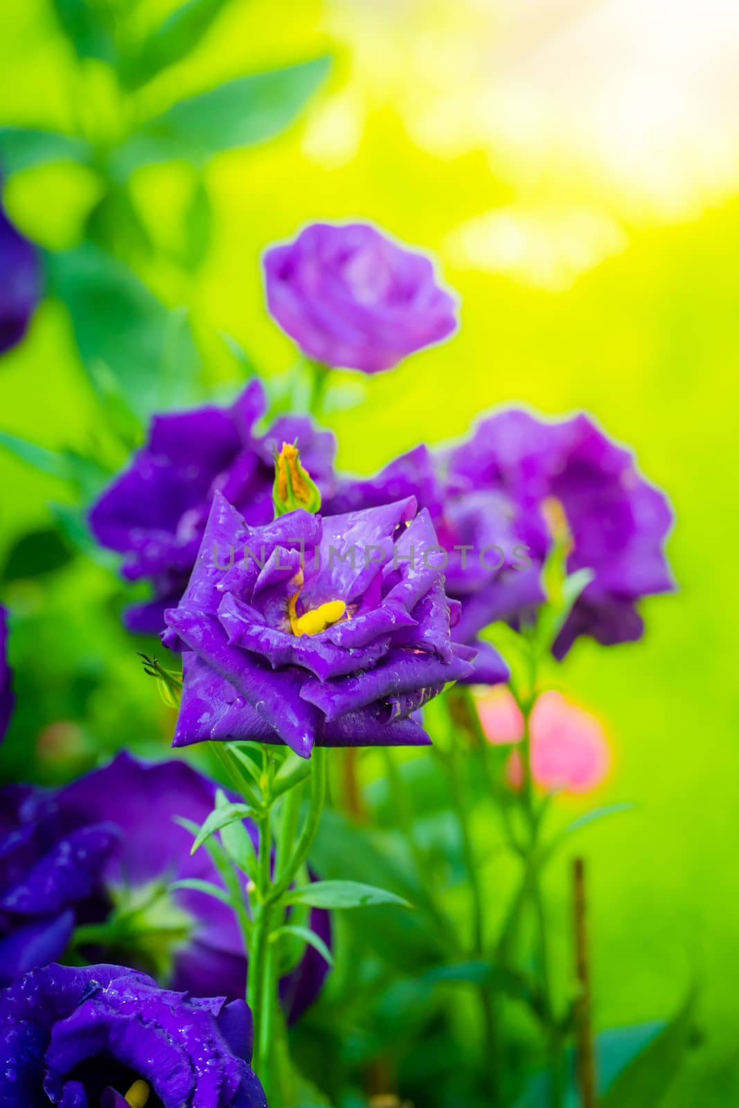 Some purple yellow roses in the garden by teerawit