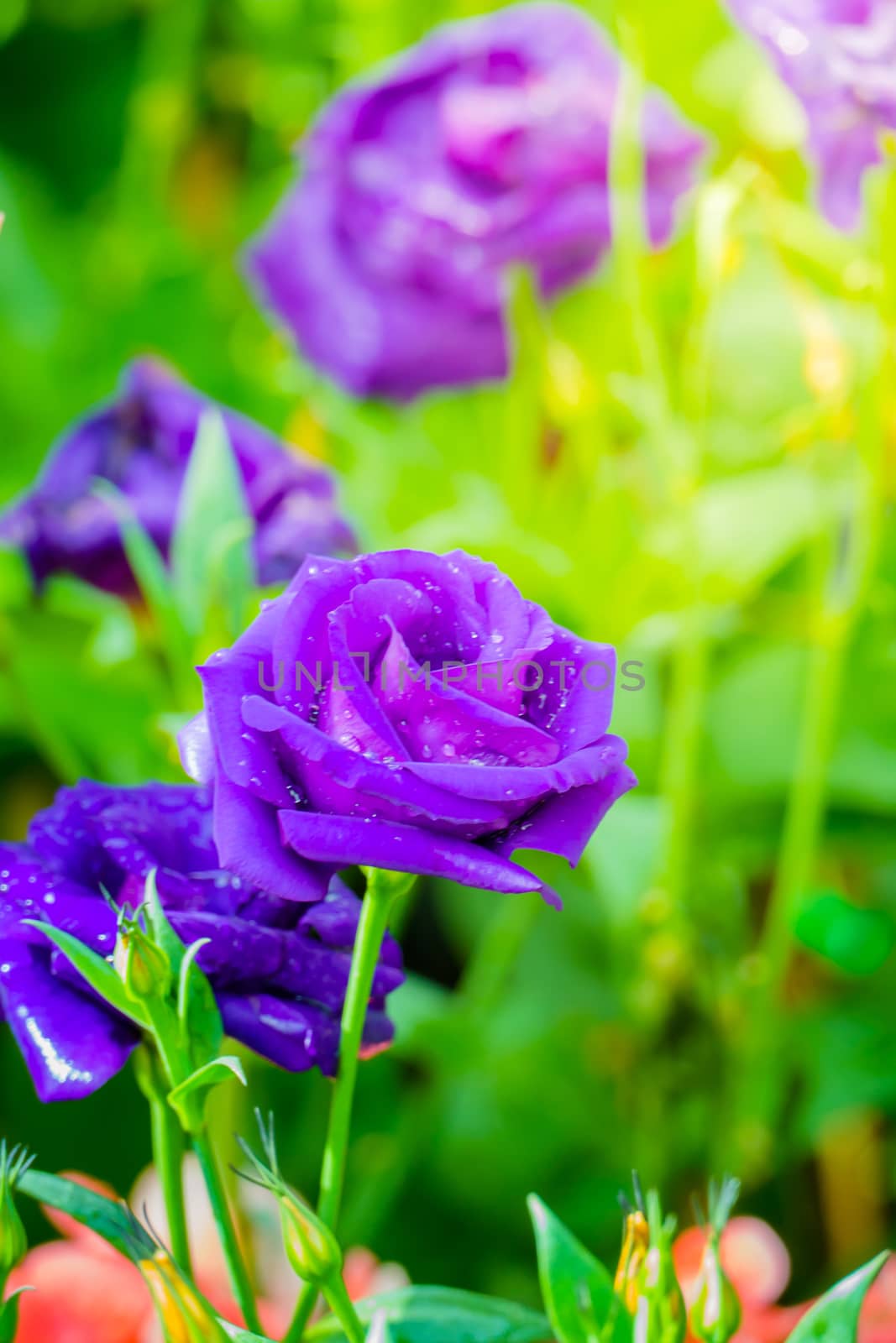 Some purple yellow roses in the garden by teerawit