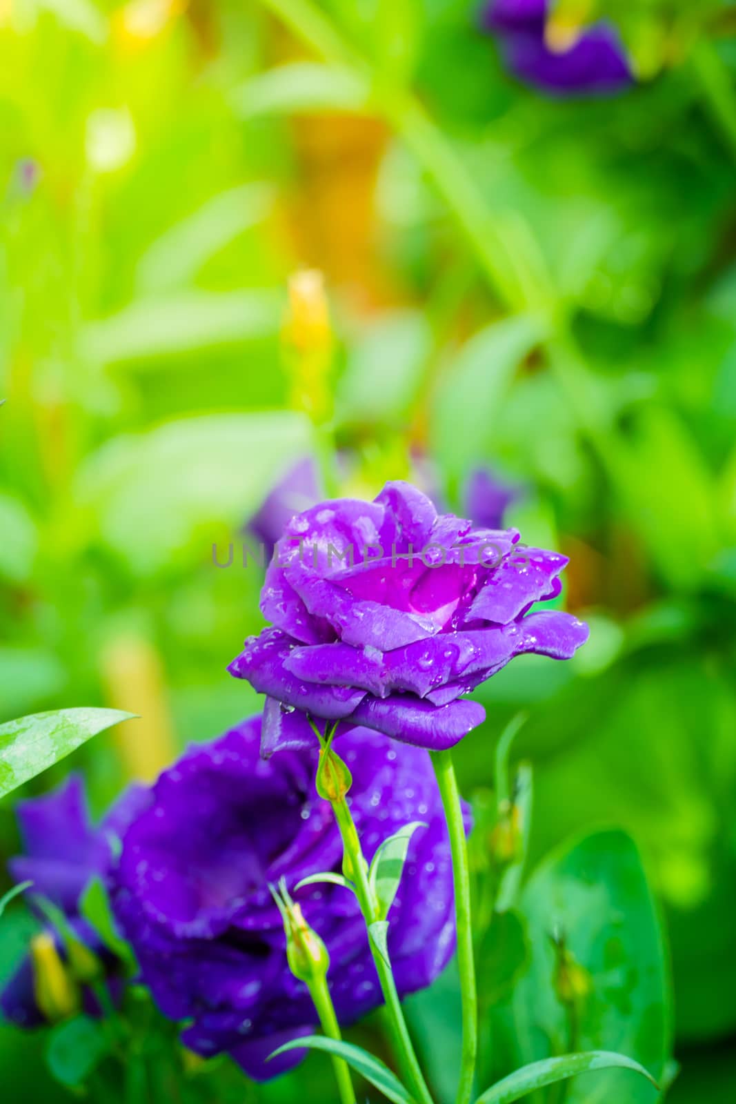 Some purple yellow roses in the garden, nature background