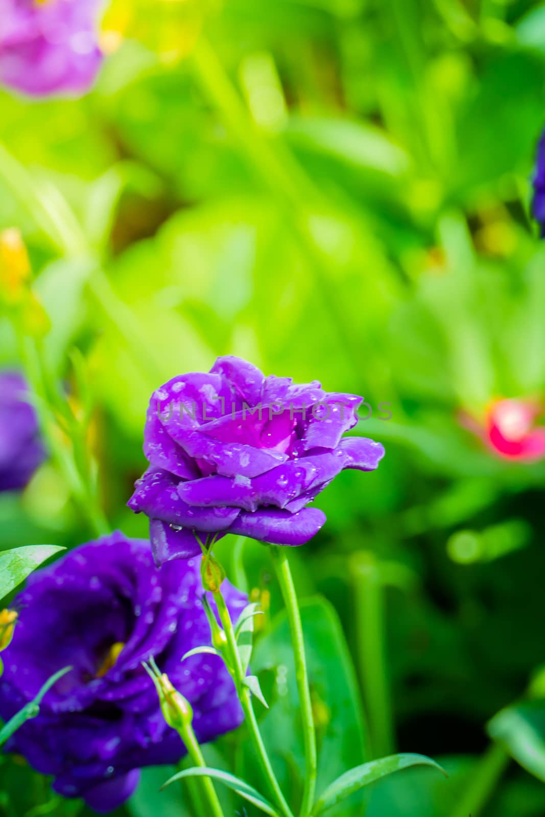 Some purple yellow roses in the garden by teerawit