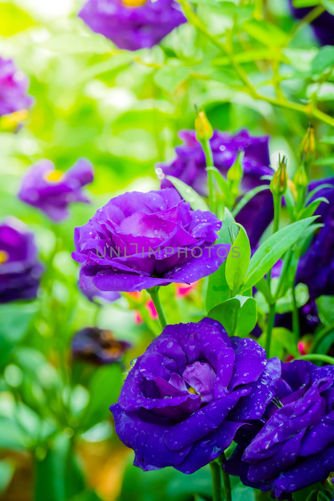 Some purple yellow roses in the garden, nature background