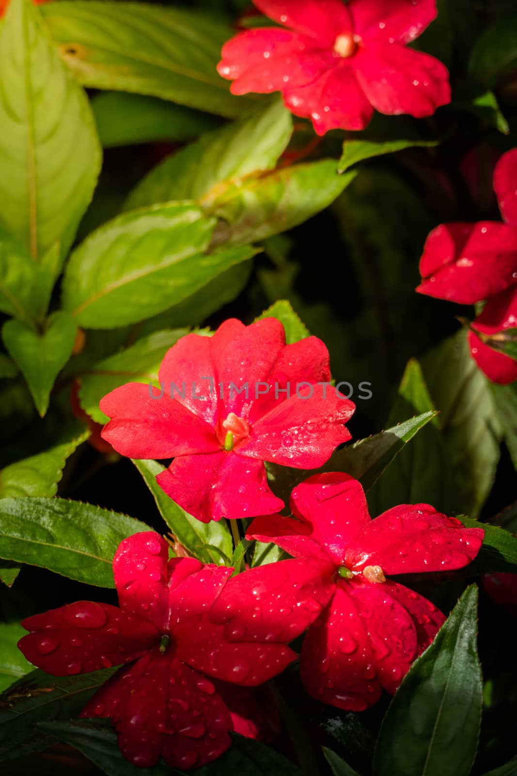 The background image of the colorful flowers by teerawit