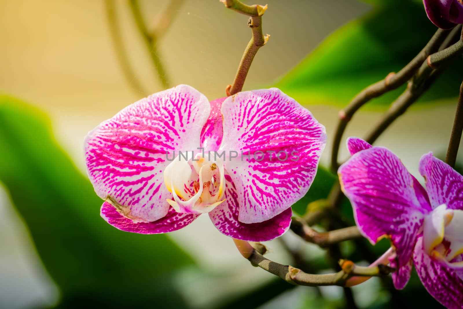 The background image of the colorful flowers by teerawit