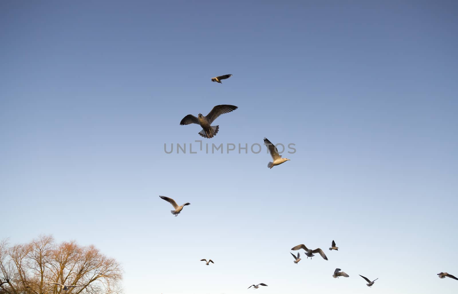 Seagulls Flying Away with a clear blue sky.