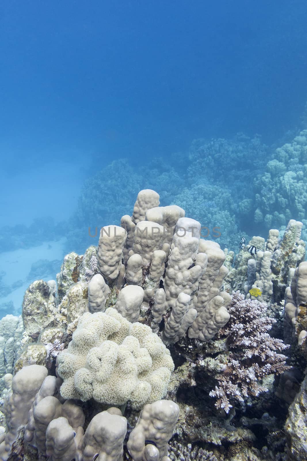 coral reef with great porites coral at the bottom of tropical sea, underwater