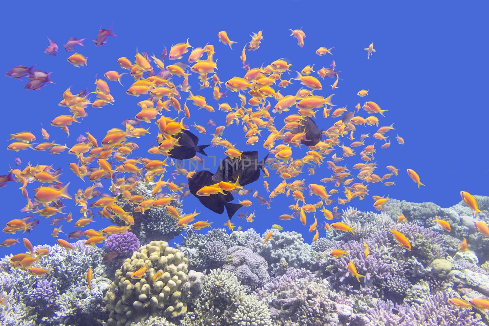 Colorful coral reef with shoal of fishes scalefin anthias in tropical sea, underwater