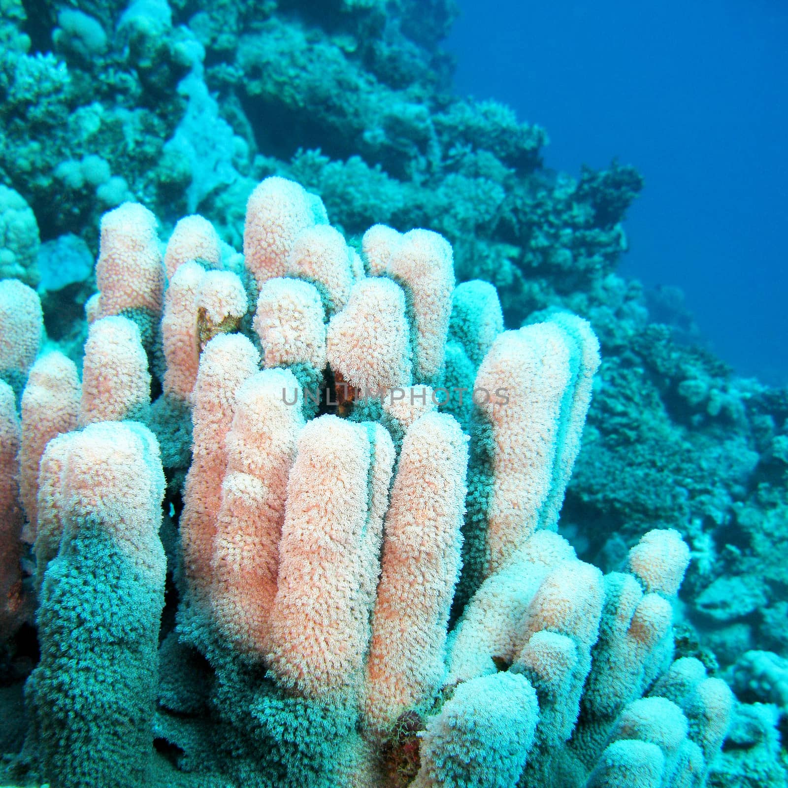 Coral reef with soft coral in tropical sea, underwater by mychadre77