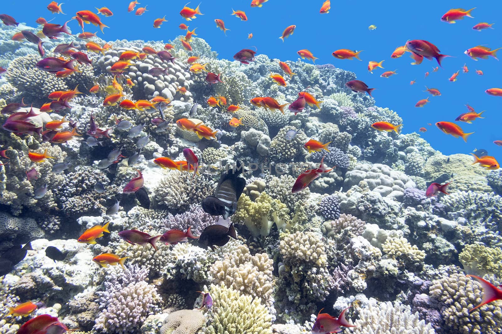 Colorful coral reef with shoal of fishes scalefin anthias in tropical sea by mychadre77