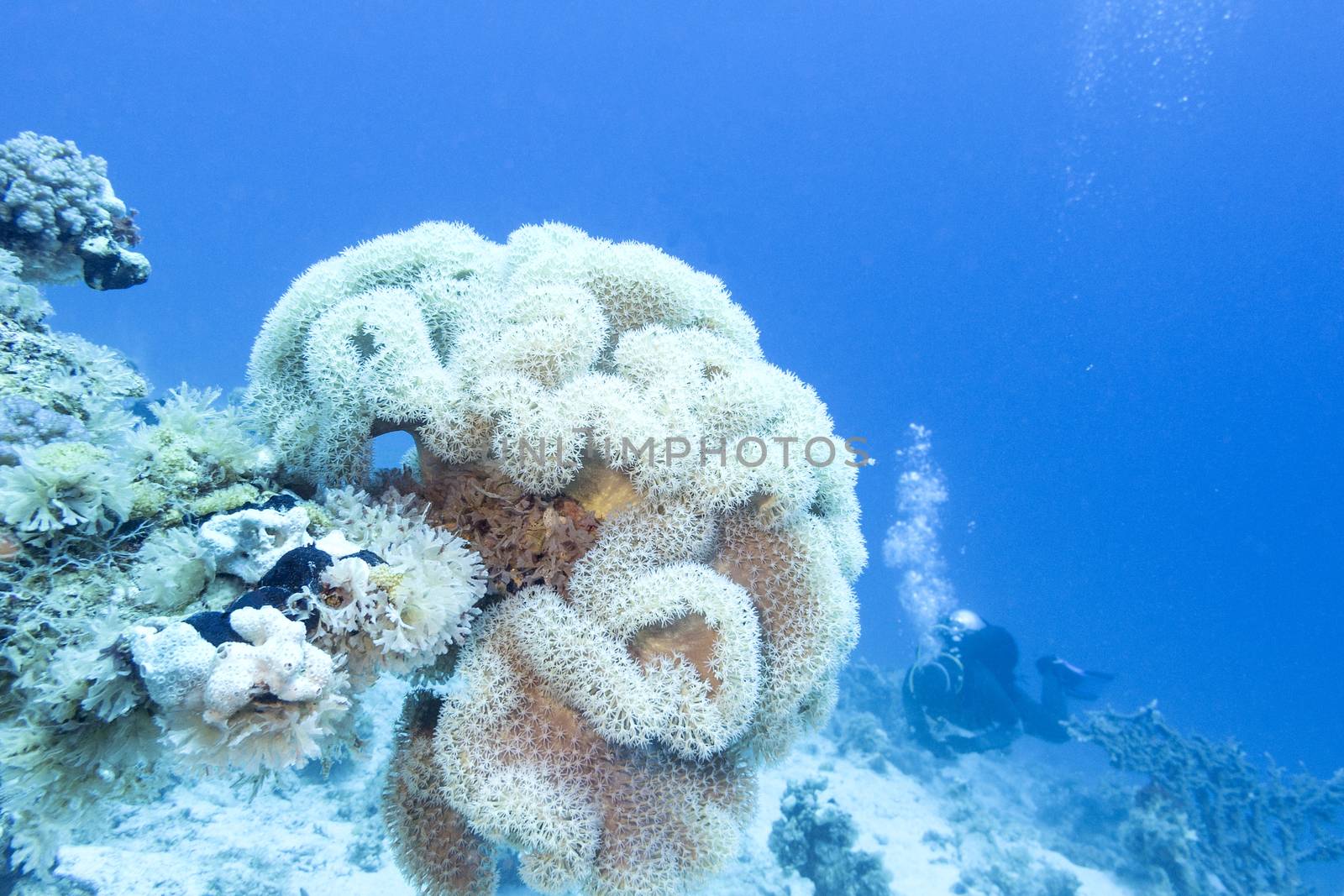 coral reef with great yellow mushroom leather coral in tropical sea by mychadre77