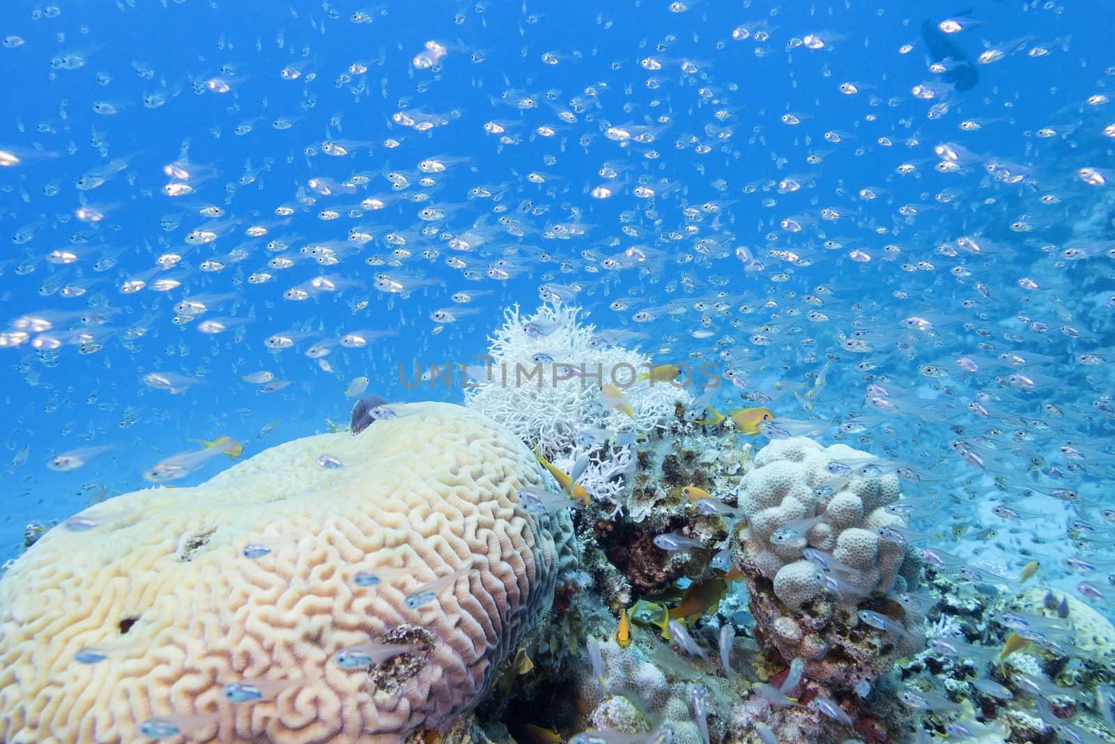 coral reef with glass fishes at the bottom of tropical sea, underwater.