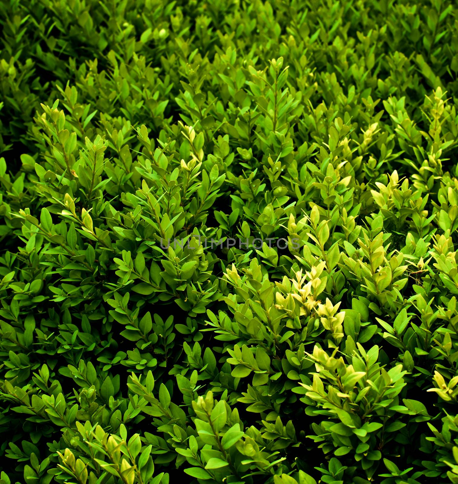 Background of Evergreen Shrub Plants closeup Outdoors. Selective Focus