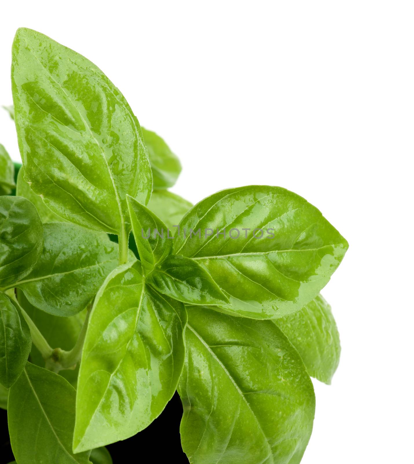 Leafs of Fresh Green Lush Foliage Basil with Water Drops Cross Section on White background